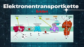 Wie die Elektronentransportkette funktioniert  Biologie Lernvideo [upl. by Nyrrad692]