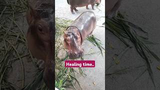 Healing at Animal Garden with Hippo Wallaby Capybara zoonegara with Mykidzona kids animalshorts [upl. by Ateekan]