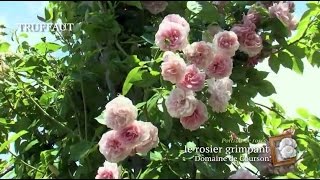 Un rosier grimpant remontant florifère et parfumé  Domaine de Courson  Truffaut [upl. by Atiuqihc]