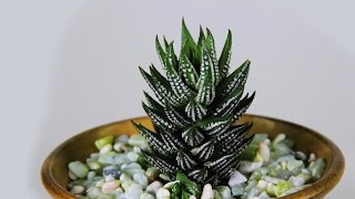 Haworthia coarctata [upl. by Kreegar36]