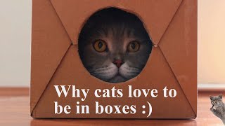 Why cats love boxes [upl. by Melitta]