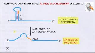 Otros mecanismos de control de la expresión génica PROCARIOTAS [upl. by Walcoff309]