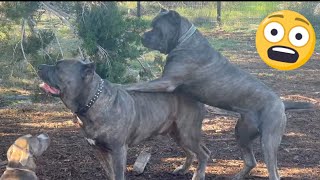 Female CANE CORSO tries to DOMINATE Alpha MALE [upl. by Oigolue30]