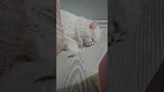 Bizi evinde misafir eden yavrumuza teşekkür ederiz 😻 catlovers10m cat 🎥Gebzepetsitter [upl. by Llesig530]