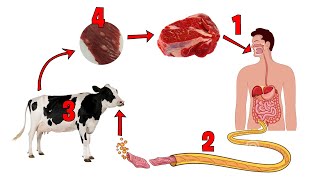 Life Cycle Of Taenia Saginata  Beef Tapeworm Life Cycle [upl. by Kienan]