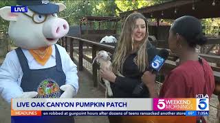 KTLA Visits the Petting Zoo at Live Oak Canyon [upl. by Adlemy]