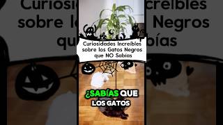 Curiosidades Increíbles sobre los Gatos Negros que NO Sabías [upl. by Helenka152]