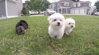 Malti Poo amp Yorkie Poo Puppies [upl. by Wyatt]