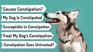 What Causes Constipation Constipation in Dogs Causes and Treatment [upl. by Server]