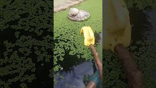 Azolla farming in kenya [upl. by Ycat]