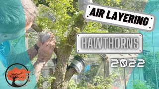 Air Layering Hawthorn for Bonsai June 2022 [upl. by Ahcsatan]