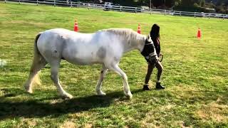 Saanich Fair 2024 Horses Walkaround [upl. by Wallinga438]