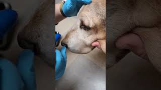 Penn Foster Externship 2 Skill 18 Canine Tonometry [upl. by Ahcsap]