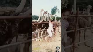 How to collect ostrich egg 🥚 in china🇨🇳viralvideo [upl. by Dionysus831]