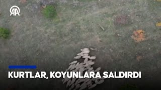 Bartında kurtların koyunlara saldırısı dronla görüntülendi [upl. by Sumahs32]