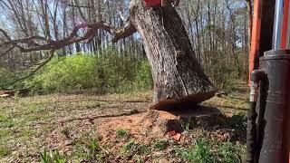 Stihl 881 the LARGEST saw built VS a monster OAK [upl. by Thetes446]