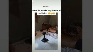 Le puso muy fuerte el ventilador Alexa 🤑 memes shors humor alexameme ventiladores humor [upl. by Atteniuq]