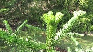 Araucaria araucana blahočet čilský [upl. by Aneel490]