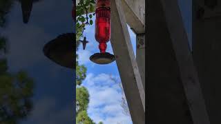 Hummingbird flutters in our backyard while our grandpa kitty sweetly meows in response [upl. by Ahsetal]