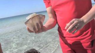 Cannonball jellyfish Panama City Beach [upl. by Salvadore176]