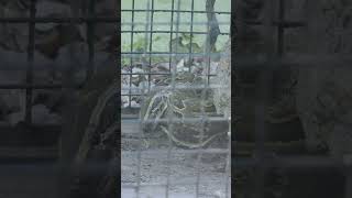 Pythons  CHATU   Short video 4KUHD Birds Photography  Wildlife Animals [upl. by Eeclehc662]