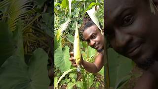 Corn Harvesting On My Farm In Jamaica ASMR shortsfeed food vegetables shorts [upl. by Cyprio649]