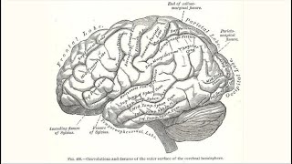 Grey Matter Project Neuroanatomy 2425 [upl. by Cornela]