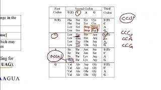 USMLE ACE Video 20 Silent Missense Nonsense and Frameshift DNA mutations [upl. by Celeste934]