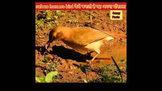 rufous hornero bird कैसे बनाती है यह अपना घोंसाला  crazy Facts  short [upl. by Argella]