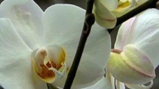 Orkide Orchidaceae  Özelliği Çoğaltımı Bakımı Sulaması Budaması 3 Bölüm [upl. by Nuhsyar700]