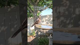 A Grackle visits the birdbath for a drink [upl. by Turpin]