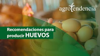 Producción de HUEVOS DE GALLINA  Fuente de proteína animal [upl. by Atelokin857]