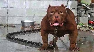 10 Most Dangerous Dog Breeds in the World [upl. by Sim]