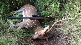 EPOX BADGER AIR RIFLES AND AXIS BUCKS  HEAD SHOT  10 YARDS [upl. by Rimaa]