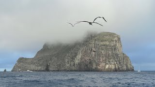 Malpelo July 2024 aboard Sea Wolf  Travel and Day 1 of Diving [upl. by Lleinad]