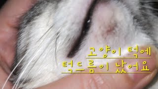 고양이 턱에 턱드림이 났어요The cat has a chin dream on its chin 직접 작사한 AI노래 cat 지민 아메숏 저작권없음 고양이턱드름 [upl. by Pheni300]