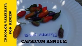 ⟹ Tricolor Variegata Pepper  Capsicum annuum  Pod Review [upl. by Triplett]