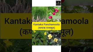 Kantaka Panchamoola कण्टक पञ्चमूल  Mishrakagana  Dravyaguna  BAMSHR [upl. by Swanhildas]