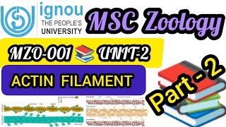 MZO001📚🖊️✔️Actin Binding Protein 📚💯✔️MZO001 ✔️📚👉 UNIT2 msc ignou msczoology cytoskeleton [upl. by Enitsirhk]