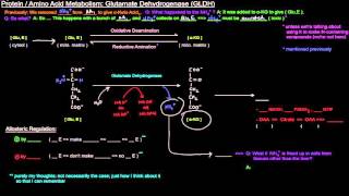 Protein  Amino Acid Metabolism Part 4 of 8  Glutamate Dehydrogenase GLDH [upl. by Towbin]