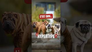 Cest quoi lHYPERTYPE [upl. by Pammy380]