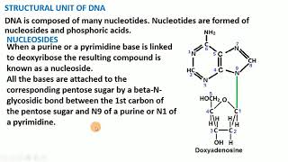 4 Chemical Structure of DNA [upl. by Nosilla612]