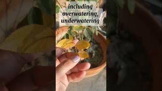 Reason of yellow leaves on plants gardentips rosecaretips gardeninghack shorts [upl. by Anaig532]