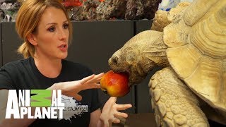 Curiosidades de las tortugas de agua y tierra  Con el agua al cuello  Animal Planet [upl. by Zurkow]