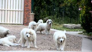 Montagne des Pyrénées  les chiots à 13 semaines [upl. by Oirevlis]