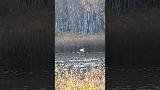 Swans in autumn 🍂 swan water autumn lake morning walk enjoy beautiful [upl. by Masry]