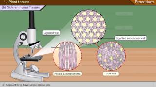 To identify parenchyma and sclerenchyma tissues in plants [upl. by Pomfrey156]