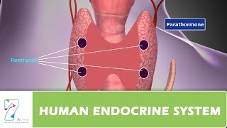 HUMAN ENDOCRINE SYSTEMPART 03 [upl. by Shu]