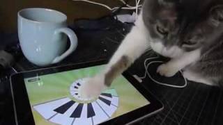 iCat play with iPad [upl. by Gates]