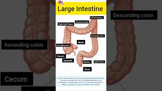 Large Intestine Labeled Flash Card anatomy  doctor humanbody humananatomy [upl. by Irbua261]